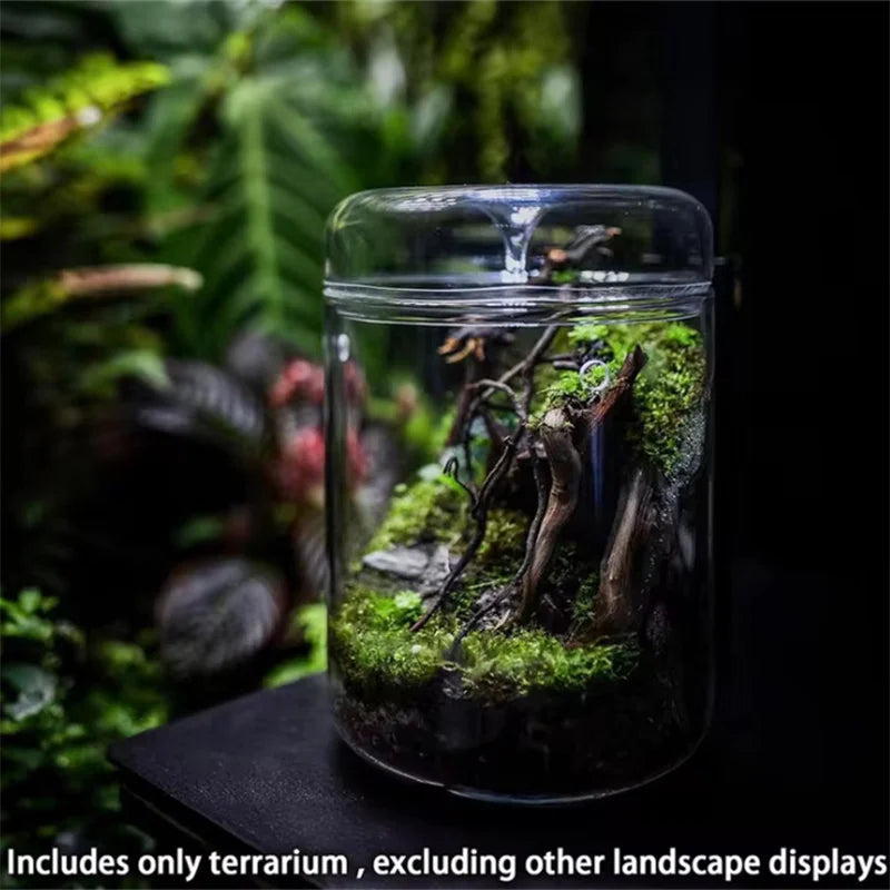 Glass Bottles Creativity Dew Collection Glass Vase Micro Landscape Succulent Moss Landscape Glass Terrarium Home Decor