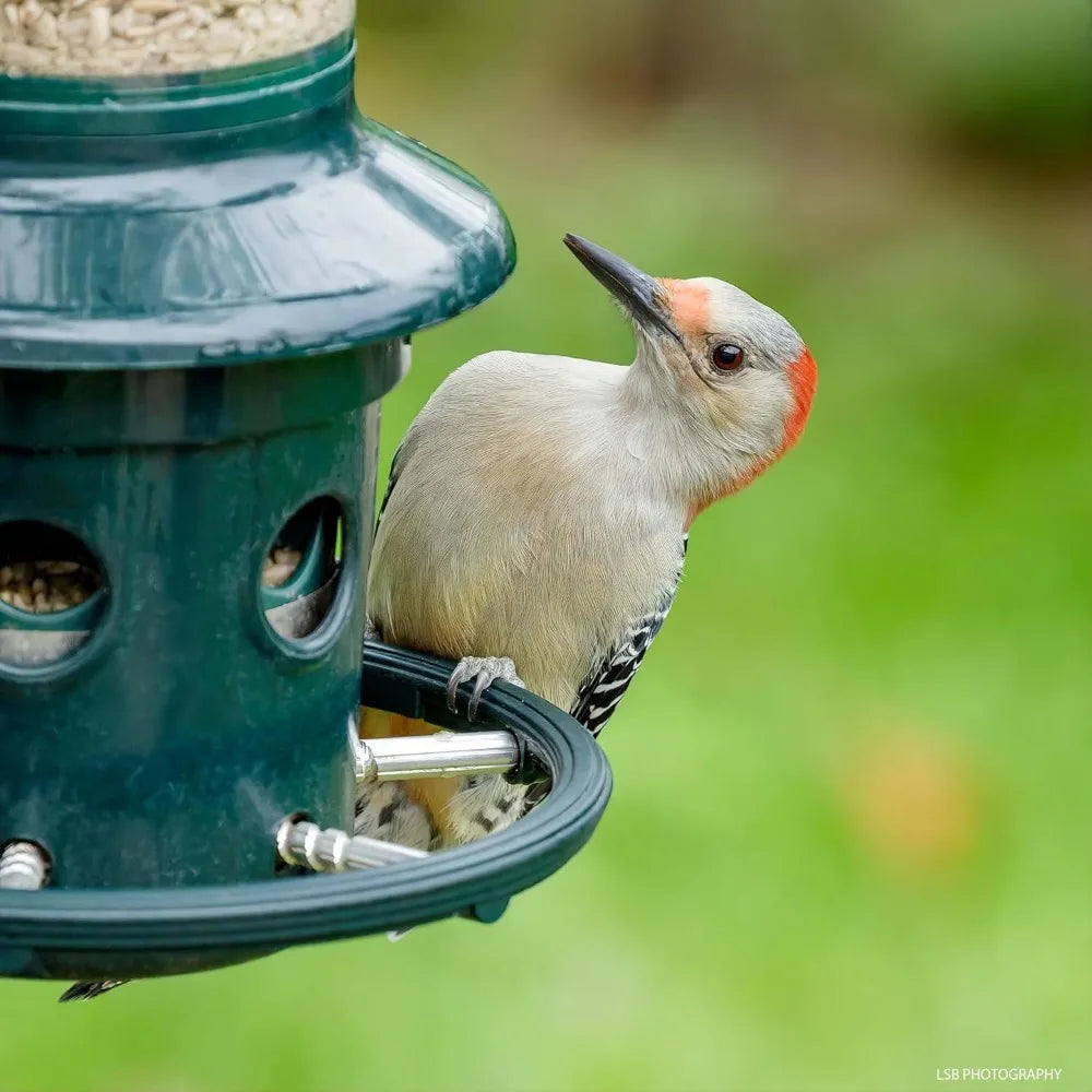Fully upgraded-Squirrel Buster Plus Squirrel-proof Bird Feeder w/Cardinal Ring and 6 Feeding Ports, 5.1-pound Seed Capacity,
