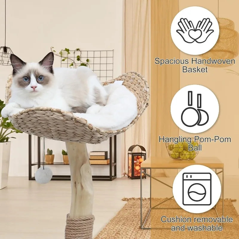 Tree Tower for Indoor Cats, Real Branch Luxury Cat Condo with Scratching Post, Jumping Platforms, Hanging Toy Ball fo